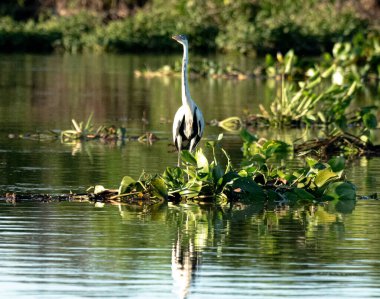 Suda siyah kalabalık. Una garza mora en el agua