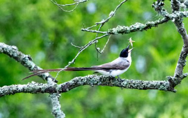 a bird in the forest. Ave tijereta sabanera, en una rama comiendo clipart