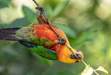 Ağaç dalındaki papağanlar. Loro en la rama