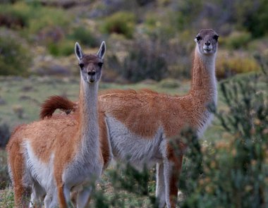 İki guanaco çalılar ve açık arazilerle çevrili doğal bir arazide tetikte bekliyor. Vahşi doğada yakalanmışlar, duruşlarını ve kalın kürklerini vurguluyorlar..