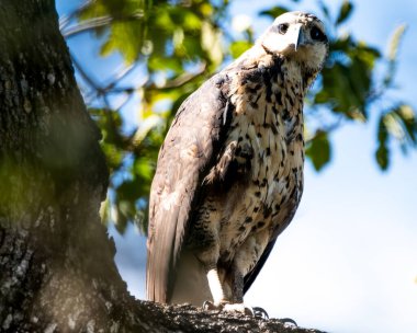 Genç bir kara şahin, bir dala sessizce tünemiş ve tüyleri ormanla kaynaşmış. Odaklanmış ve tetikte, sakin bir şekilde çevresini gözlemliyor.