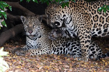 Kuru yapraklar ve gölgelerle çevrili bir Jaguar çifti orman zemininde dinleniyor. Dişi sakin bir şekilde yatarken erkek korunarak vahşi doğada nadir ve samimi bir anı gösterir..