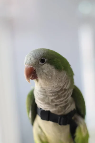 Grön Papegoja Med Svarta Ögon Och Stor Näbb — Stockfoto