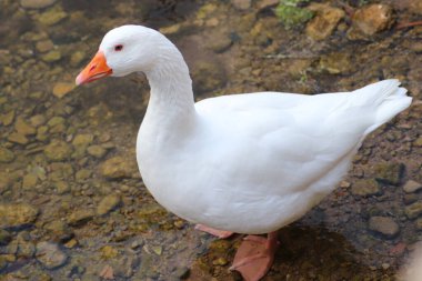 Nehirde turuncu gagalı beyaz ördek