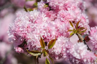 Lviv şehir merkezinde Sakura ağaçları çiçek açıyor. Kiraz Ağacı Çiçeği.