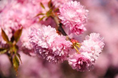 Lviv şehir merkezinde Sakura ağaçları çiçek açıyor. Kiraz Ağacı Çiçeği.