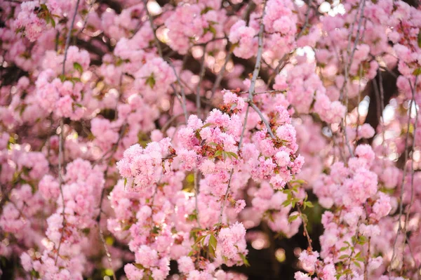 Árvores Sakura Florescendo Centro Lviv Flor Cerejeira — Fotografia de Stock