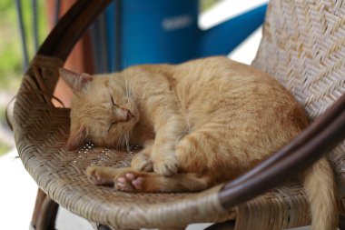 Sepette yatan sevimli kızıl kedi. Seçici odak.