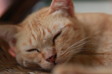 Sepette yatan sevimli kızıl kedi. Seçici odak.