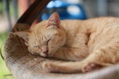 Sepette yatan sevimli kızıl kedi. Seçici odak.