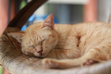 Sepette yatan sevimli kızıl kedi. Seçici odak.