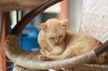 Sepette yatan sevimli kızıl kedi. Seçici odak.