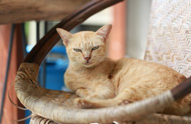 Sepette yatan sevimli kızıl kedi. Seçici odak.