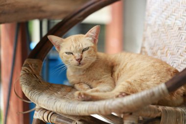 Sepette yatan sevimli kızıl kedi. Seçici odak.