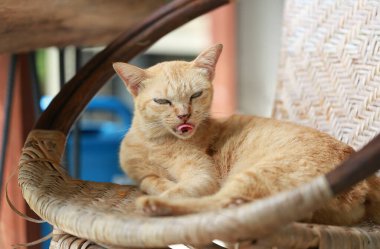 Sepette yatan sevimli kızıl kedi. Seçici odak.