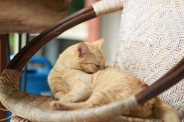 Sepette yatan sevimli kızıl kedi. Seçici odak.