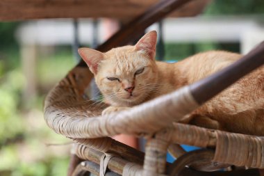 Sepette yatan sevimli kızıl kedi. Seçici odak.