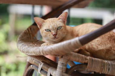 Sepette yatan sevimli kızıl kedi. Seçici odak.