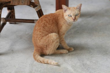 Sepette yatan sevimli kızıl kedi. Seçici odak.