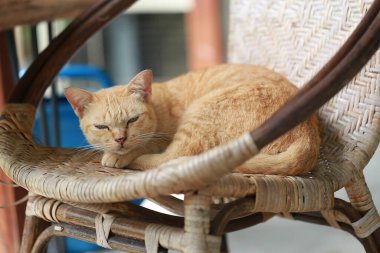 Sepette yatan sevimli kızıl kedi. Seçici odak.