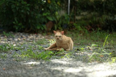 Bahçede gün ışığında kızıl kedi