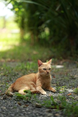Bahçede gün ışığında kızıl kedi