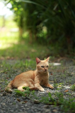 Bahçede gün ışığında kızıl kedi