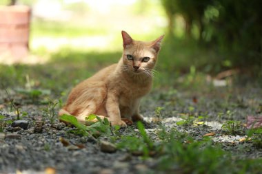 Bahçede gün ışığında kızıl kedi