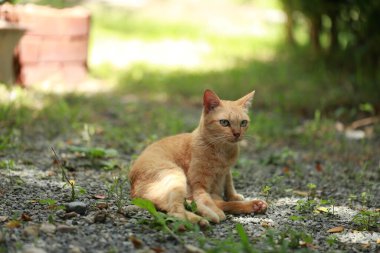 Bahçede gün ışığında kızıl kedi