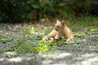 Bahçede gün ışığında kızıl kedi