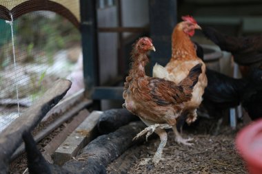 Yerel çiftlikteki zavallı tavuk 