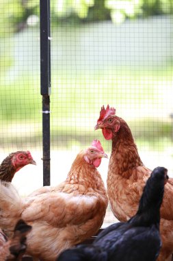 Rhode Island Çiftliğinde Kırmızı Tavuk