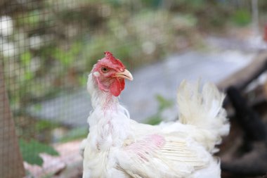 Rhode Island Beyaz Tavuğu yerel çiftlikte