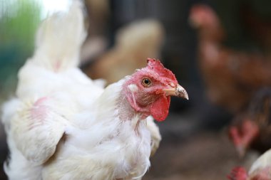 Rhode Island Beyaz Tavuğu yerel çiftlikte