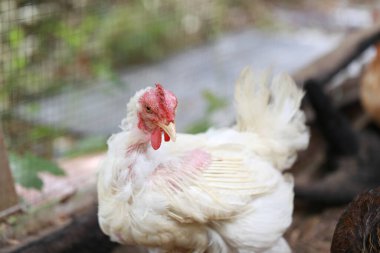 Rhode Island Beyaz Tavuğu yerel çiftlikte