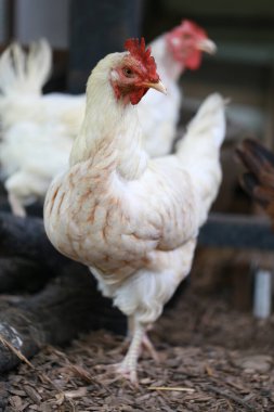 Rhode Island Beyaz Tavuğu yerel çiftlikte