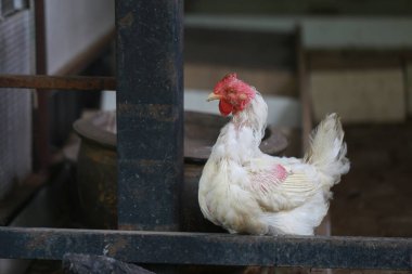 Rhode Island Beyaz Tavuğu yerel çiftlikte