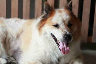 Saldırgan köpek Thai Bang Kaeo