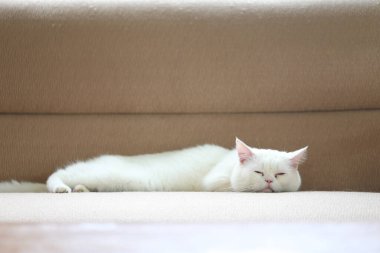 Beyaz kedi evdeki salonda kanepede uyuyor.