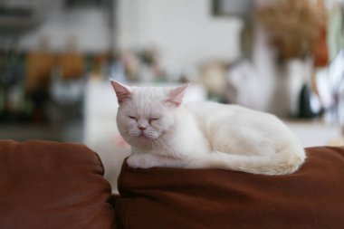 Beyaz kedi evdeki salonda kanepede uyuyor.