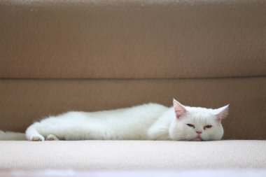 Beyaz kedi evdeki salonda kanepede uyuyor.