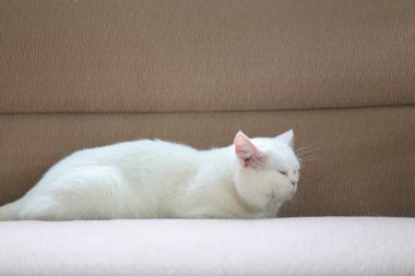 Beyaz kedi evdeki salonda kanepede uyuyor.