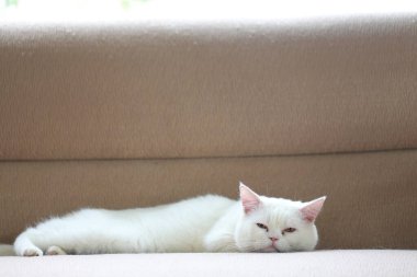 Beyaz kedi evdeki salonda kanepede uyuyor.