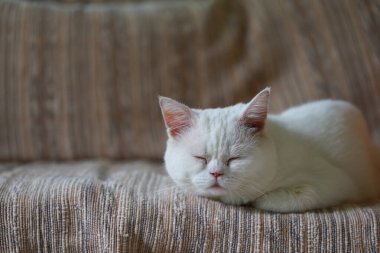 Beyaz kedi evdeki salonda kanepede uyuyor.