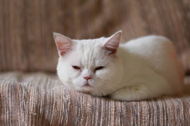 Beyaz kedi evdeki salonda kanepede uyuyor.