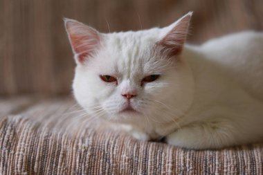 Beyaz kedi evdeki salonda kanepede uyuyor.