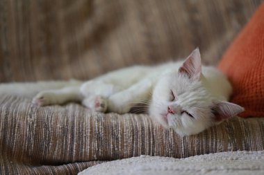 Beyaz kedi evdeki salonda kanepede uyuyor.