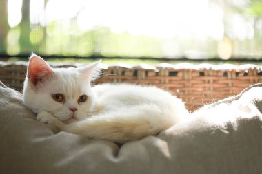 Beyaz kedi evdeki salonda kanepede uyuyor.