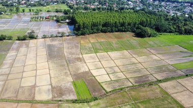 Kırsaldaki çeltik tarlasının havadan görünüşü, Tayland 'da tarım