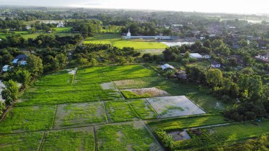 Kırsaldaki çeltik tarlasının havadan görünüşü, Tayland 'da tarım